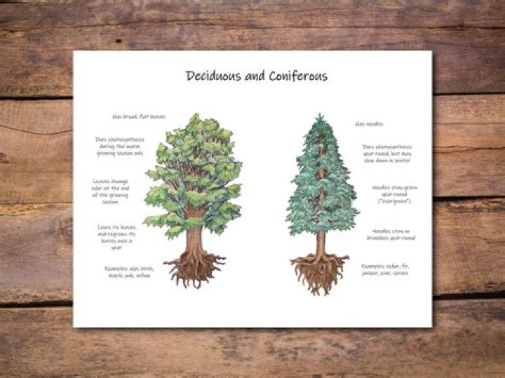 6-node trees