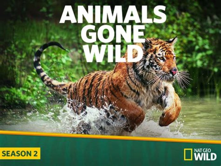 animals gone