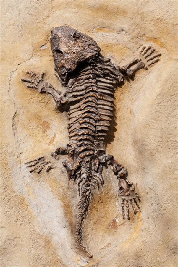Archeaology fossils