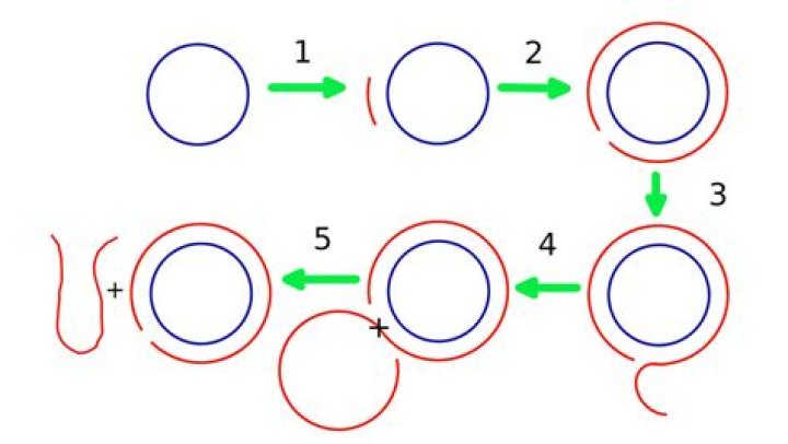 Circle rolling