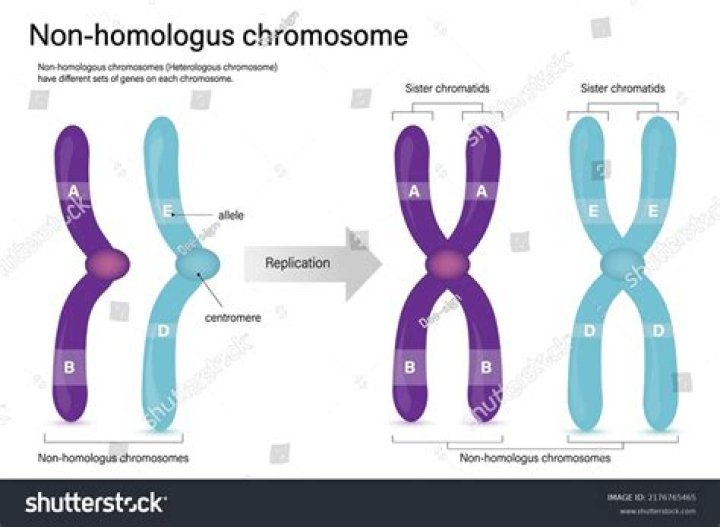 Difference between homomorphisms and homomorphic images
