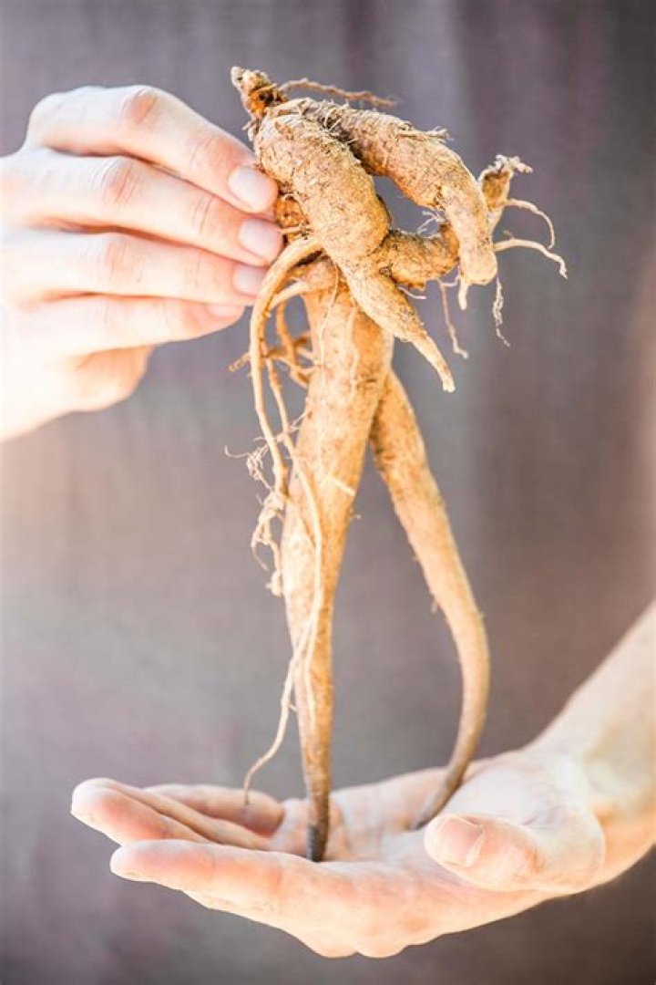 Do carrots and mandrakes grow back in the same spots?
