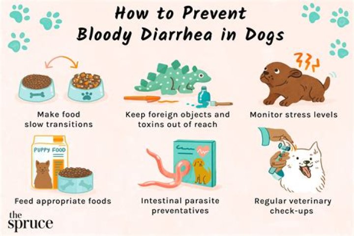 How can I give my dog Vigilance to Lucia?