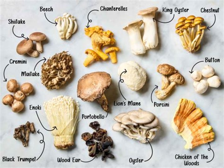 How to keep a mushroom placed even when it is exposed to high light level?