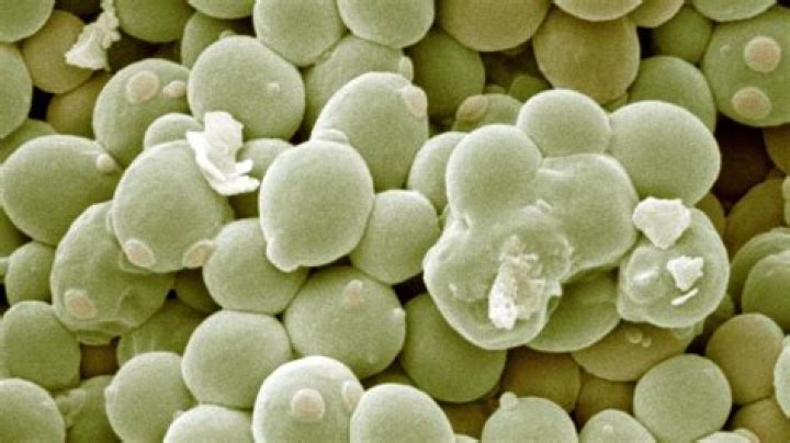 image from wiley.com
