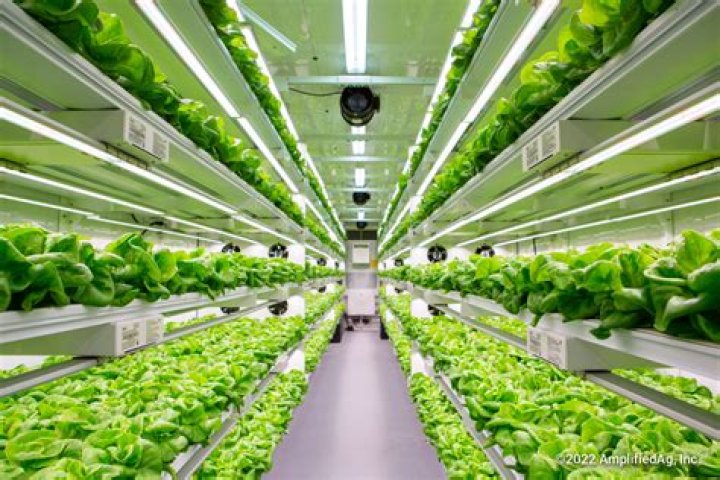 Lettuce Farm