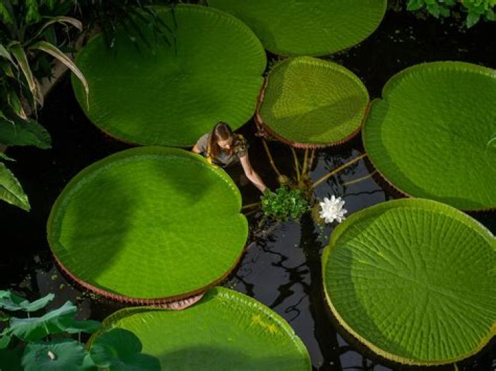 lily pad