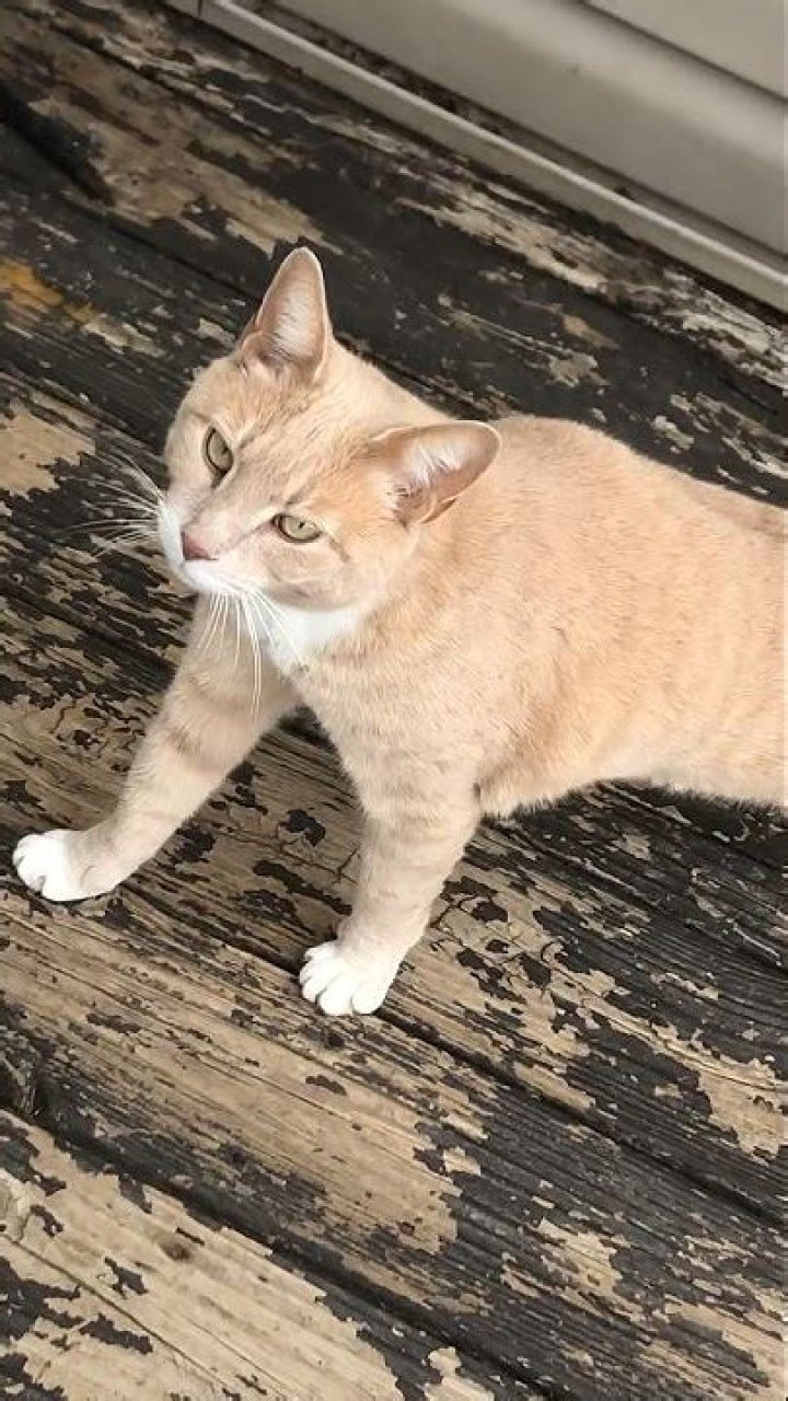 Line Buffered Cat