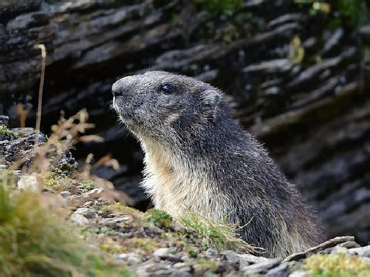 marmota