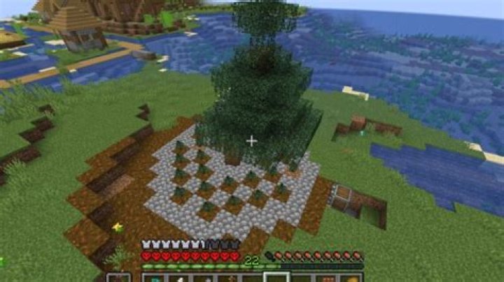 My Tree Farm