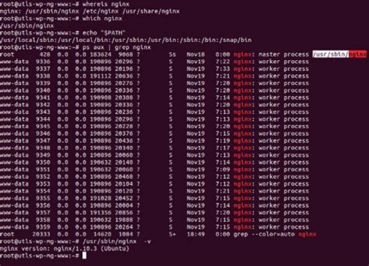 nginx -v command not found