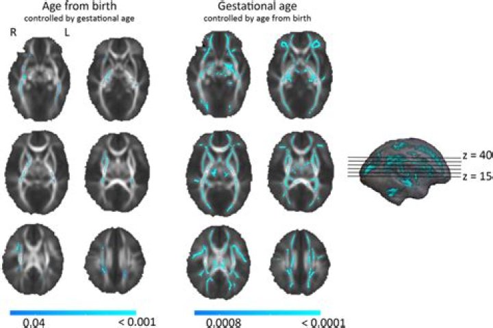 Permutations after each birth