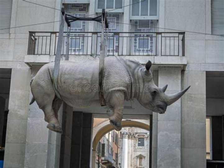 rhinoceros installation
