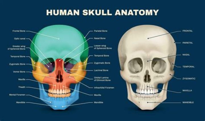 Skull