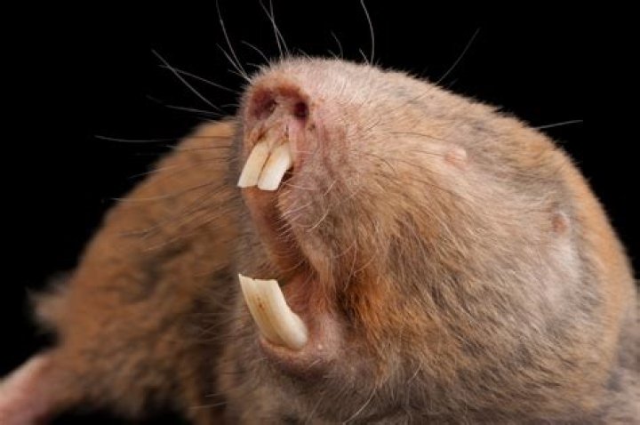 The Bottom of the Molerat Defense