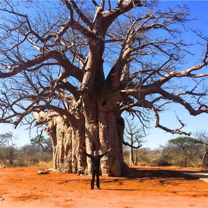 This is the baobab IU