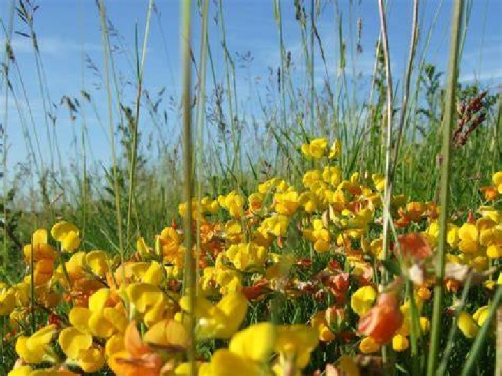 trefoil