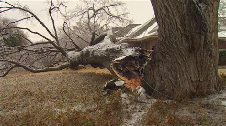 Ways to prevent dying when a tree explodes/how to prevent a tree from exploding