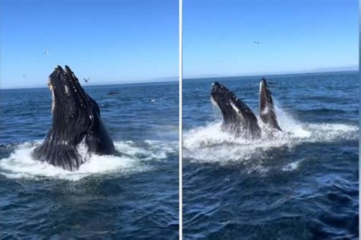 whale sighting