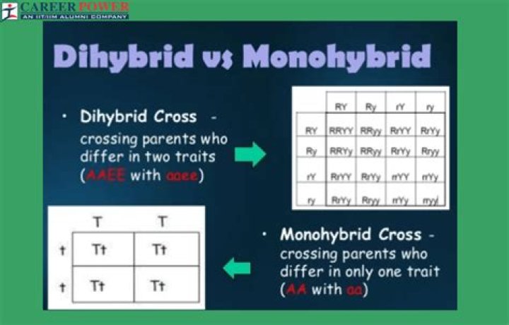What is the difference between singular matrices and degenerate matrices?