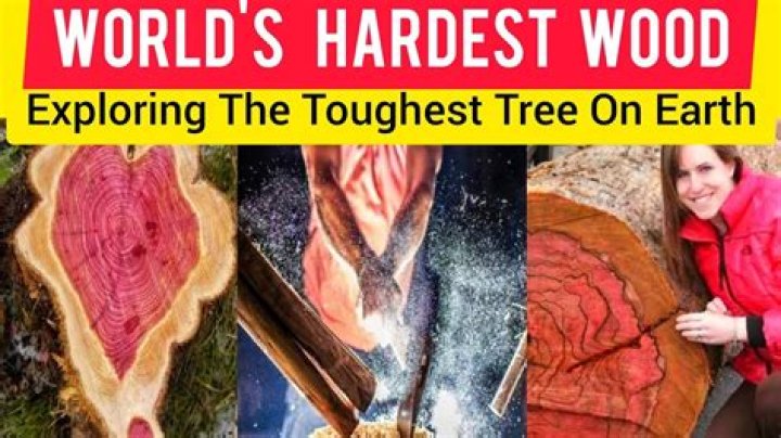 Which tree type yields the most wood?